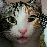 Luna is registered to the contest to win money with this photo: animal, calico, cat, close_up, curious, cute, domestic, ears, eye_contact, face, feline, fur, green_eyes, indoor, mammal, nose, pet, pink_nose, portrait, whiskers