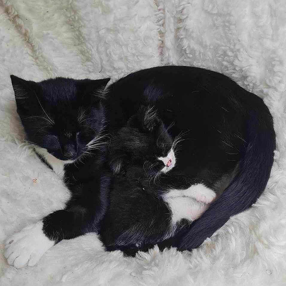 Rascal is registered to the contest to win money with this photo: animal, bed, bedroom, blackcat, blanket, canine, cat, couch, cushion, dog, furniture, homedecor, indoors, kitten, person, pet, puppy, quilt, room, sleeping