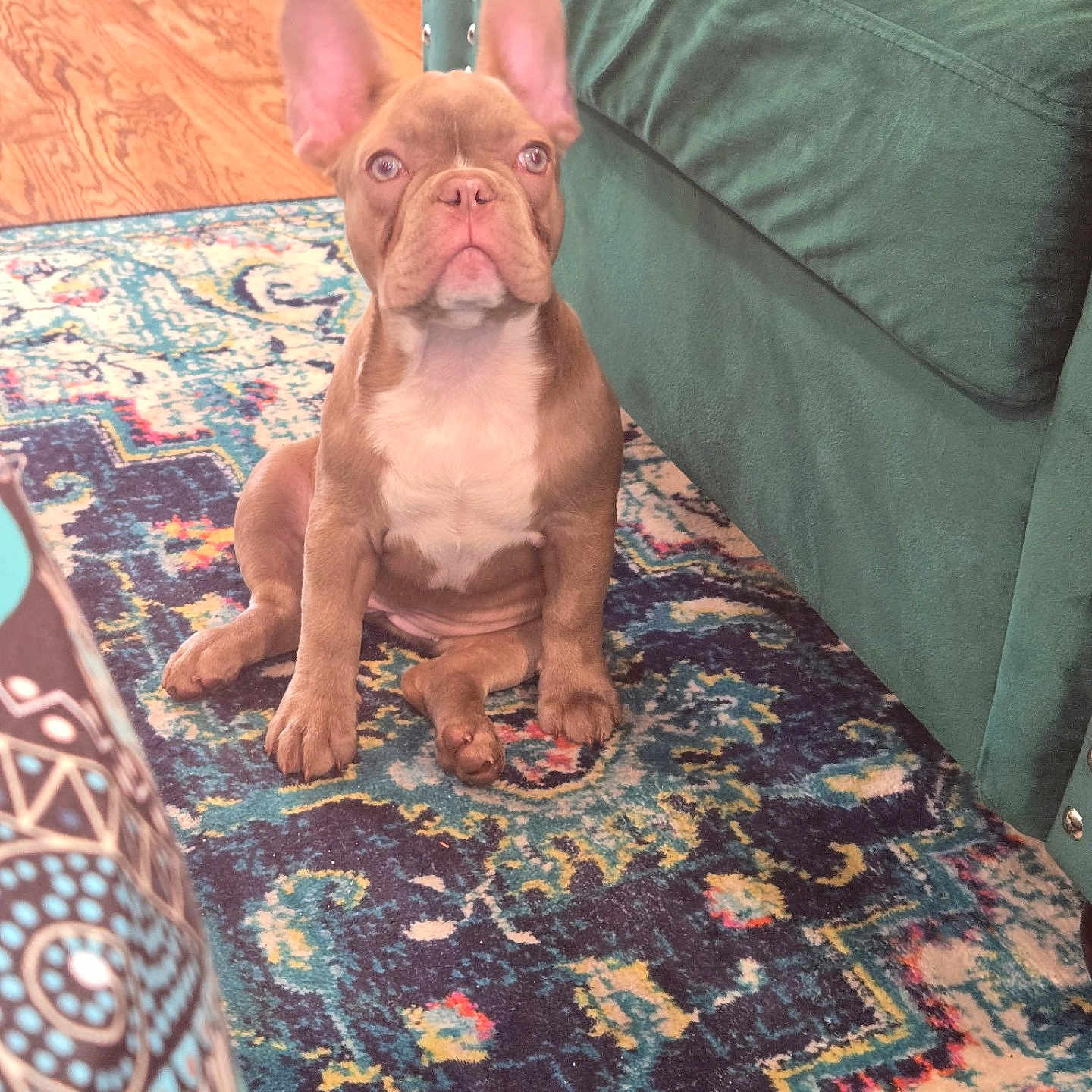 Michi joined the competition — help win amazing prizes! animal, brown_dog, carpet, cute, dog, domestic_animal, ears, floor, french_bulldog, furniture, green_couch, home, indoor, living_room, pet, puppy, rug, sitting, small_dog, wood_floor
