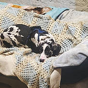Deville joined the competition — help win amazing prizes! animal, black_and_white, blanket, comfort, couch, cozy, crocheted_blanket, dog, domestic_animal, furniture, harness, home, indoor, laying_down, pet, relaxing, resting, spotted_dog, textured_wall, wall