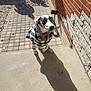 black_and_white, brick_wall, canine, casual, coat, daylight, dog, footwear, hose, leash, outdoor, patio, paving_stones, people, pet, shadow, sidewalk, sitting, spotted, sunlight