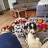 Deville is registered to the contest to win money with this photo: animal, blanket, carpet, checkered_shirt, colorful, comfort, couch, cozy, dog, floor, fur, home, indoor, living_room, pet, playful, plush_toys, relaxing, toy, wooden_table
