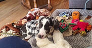 Deville joined the competition — help win amazing prizes! animal, blanket, canine, colorful, companion, couch, cozy, dog, dog_bed, dogs, floor, furniture, home, indoor, living_room, pet_clothing, playful, relaxing, toy, wooden_table