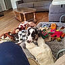 animal, blanket, canine, colorful, companion, couch, cozy, dog, dog_bed, dogs, floor, furniture, home, indoor, living_room, pet_clothing, playful, relaxing, toy, wooden_table