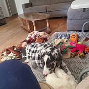 Deville is registered to the contest to win money with this photo: blanket, brown_couch, canine, checkered_jacket, colorful_toys, couch, cozy, dog, floor, furniture, home, indoor, leash, living_room, pet, playful, plush_toy, relaxed, toy, wooden_floor