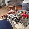 blanket, brown_couch, canine, checkered_jacket, colorful_toys, couch, cozy, dog, floor, furniture, home, indoor, leash, living_room, pet, playful, plush_toy, relaxed, toy, wooden_floor