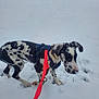 animal, black_and_white, blue_harness, canine, cold, curious, dog, fur, leash, nature, outdoor, paw_prints, pet, playful, side_view, snow, spotted, walking, winter, young_dog