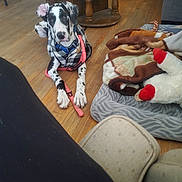 Deville is registered to the contest to win money with this photo: dog, indoor, wooden_floor, blanket, dog_bed, plush_toy, table, couch, leash, collar, checkered_jacket, pet, floor, furniture, living_room, curious, lying_down, domestic, cozy, casual