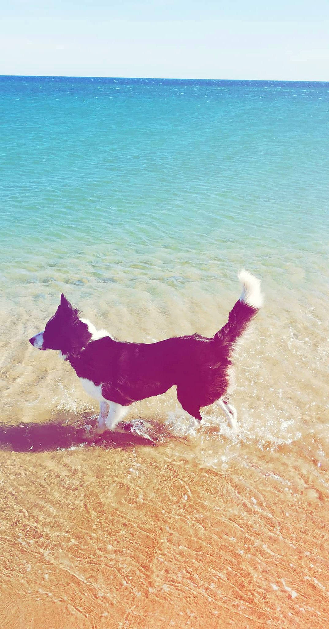 Maya a rejoint le concours — aidez-le/la à gagner de superbes lots ! aqua, azure, beach, body_of_water, carnivore, coastal_and_oceanic_landforms, collar, dog, dog_breed, dog_collar, dog_supply, mammal, ocean, sand, sea, shore, sporting_group, summer, teal, turquoise