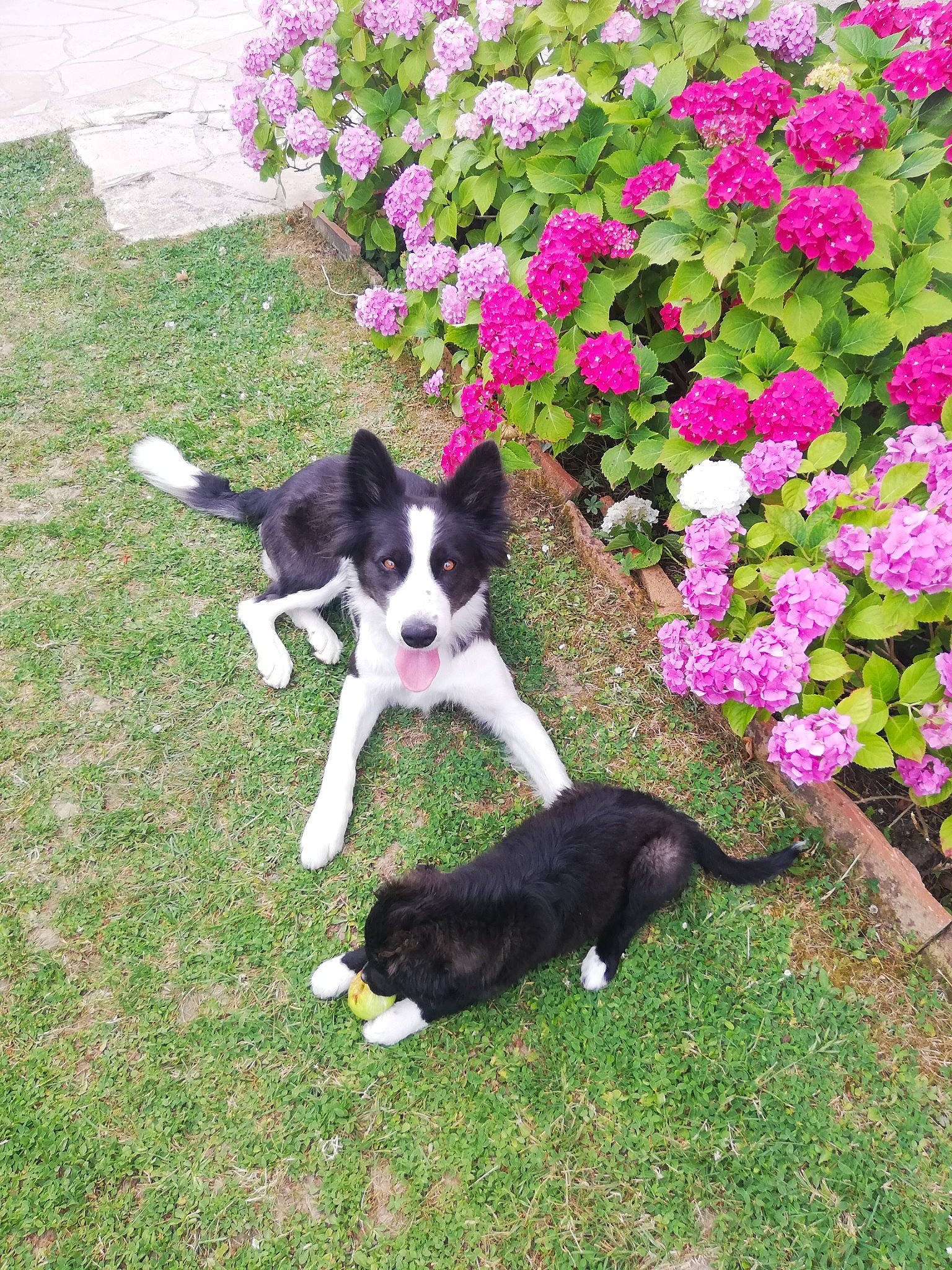 Maya a rejoint le concours — aidez-le/la à gagner de superbes lots ! annual_plant, border_collie, canidae, carnivore, dog, dog_breed, flower, garden, groundcover, karelian_bear_dog, lawn, magenta, mammal, petal, pink, shrub, sporting_group, tail, vertebrate, working_animal