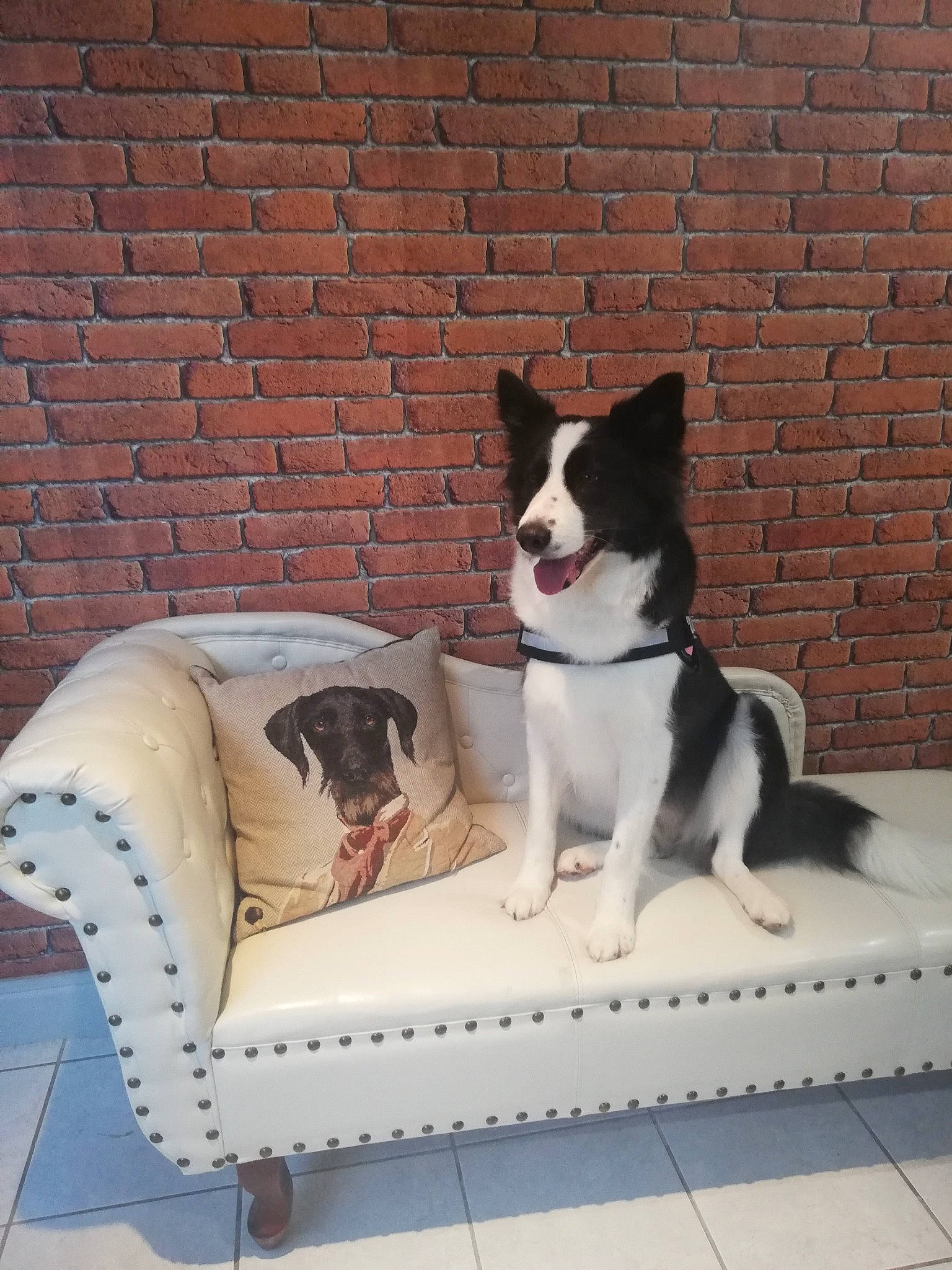 Maya a rejoint le concours — aidez-le/la à gagner de superbes lots ! brick, brickwork, canidae, carnivore, companion_dog, dog, dog_breed, dog_supply, mammal, outdoor_furniture, outdoor_sofa, pet_supply, sporting_group, tail, vertebrate, working_animal, working_dog