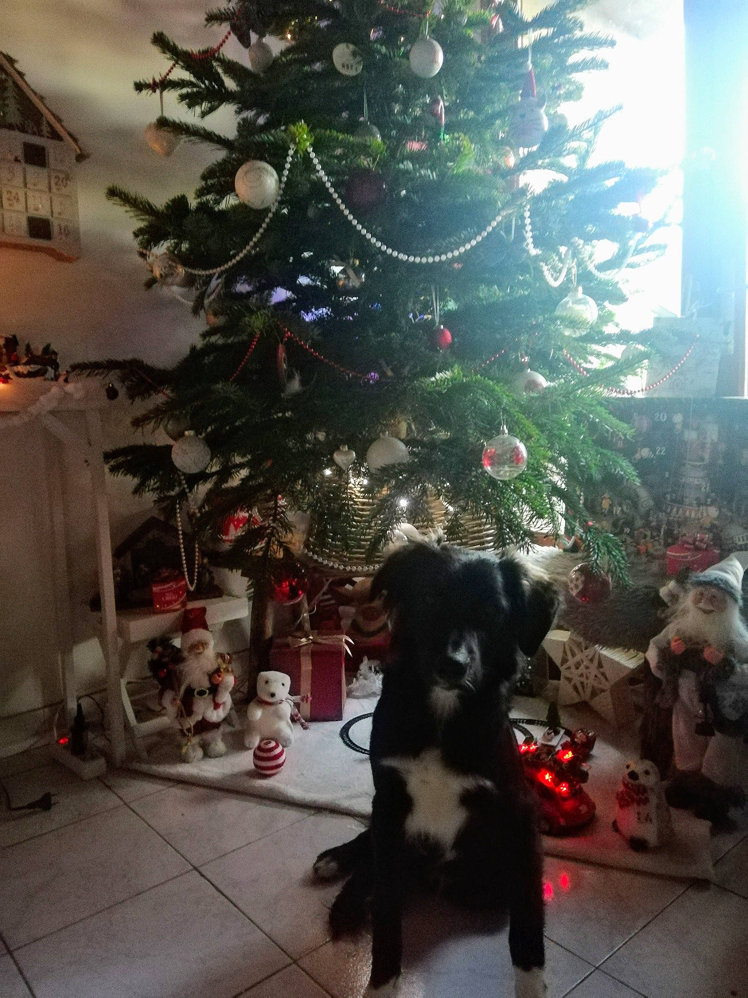 Roscoe a rejoint le concours — aidez-le/la à gagner de superbes lots ! canidae, carnivore, christmas, christmas_decoration, christmas_eve, christmas_ornament, christmas_tree, companion_dog, dog, dog_breed, evergreen, fur, holiday, holiday_ornament, home, interior_design, living_room, ornament, sporting_group