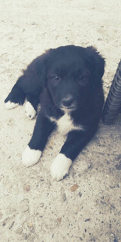 Roscoe a rejoint le concours — aidez-le/la à gagner de superbes lots ! ancient_dog_breeds, canidae, carnivore, companion_dog, dog, dog_breed, fur, plastic_bottle, puppy, shadow, snout, sporting_group, street_dog, water_bottle, working_animal