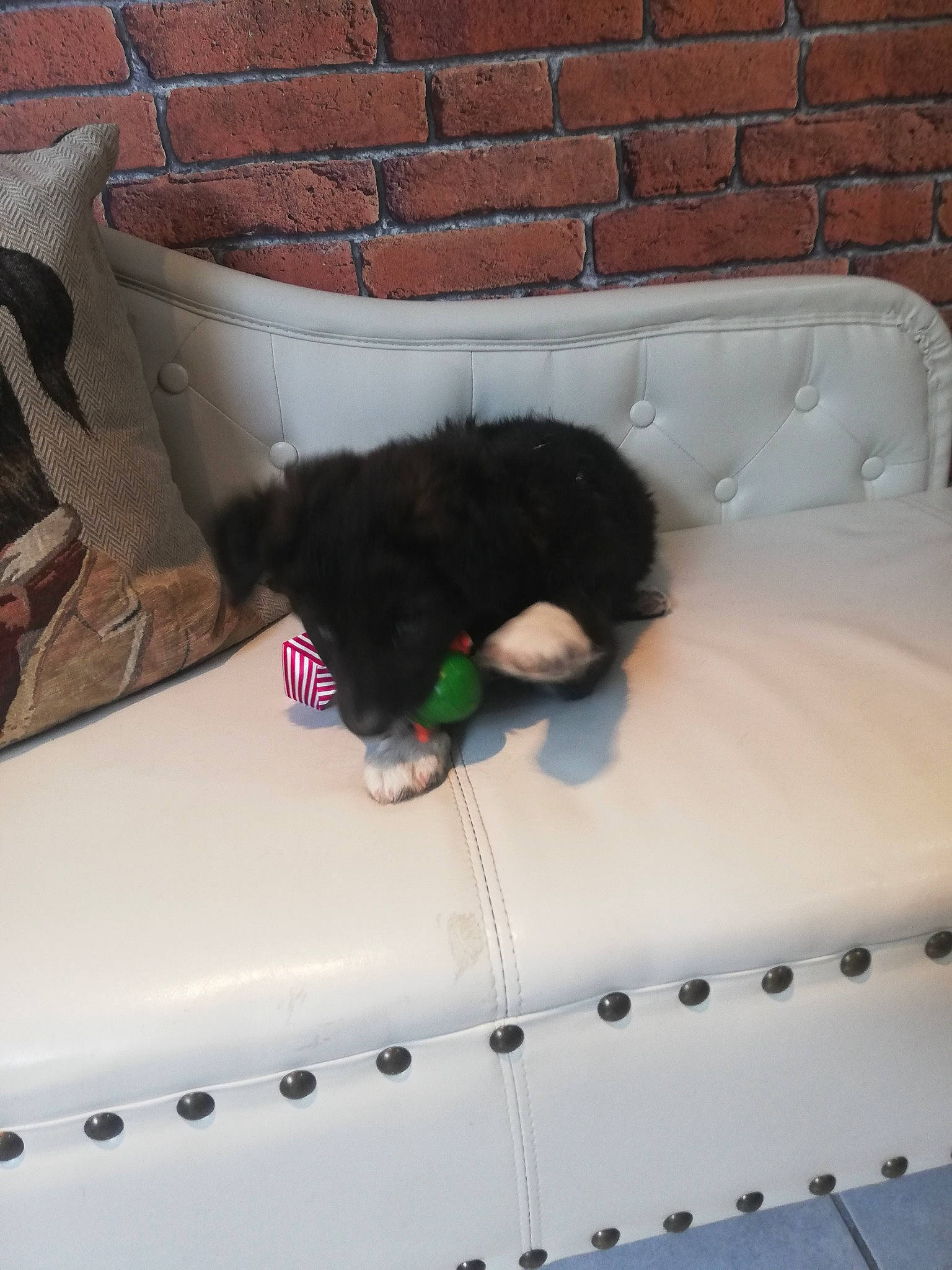 Roscoe participe au concours pour gagner de l'argent avec cette photo : brick, brickwork, canidae, carnivore, companion_dog, dog, dog_bed, dog_breed, dog_supply, linens, mattress, sporting_group, stuffed_toy, toy, working_animal