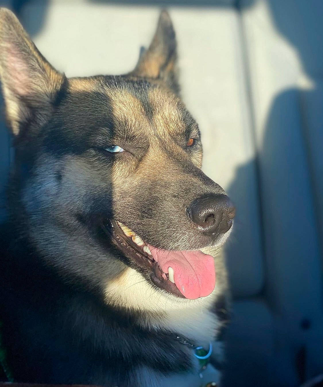 Nikki is registered to the contest to win money with this photo: art, canidae, canis, carnivore, collar, companion_dog, dog, dog_breed, east_european_shepherd, electric_blue, fawn, fur, king_shepherd, pet_supply, snout, sporting_group, terrestrial_animal, whiskers, wildlife, working_animal