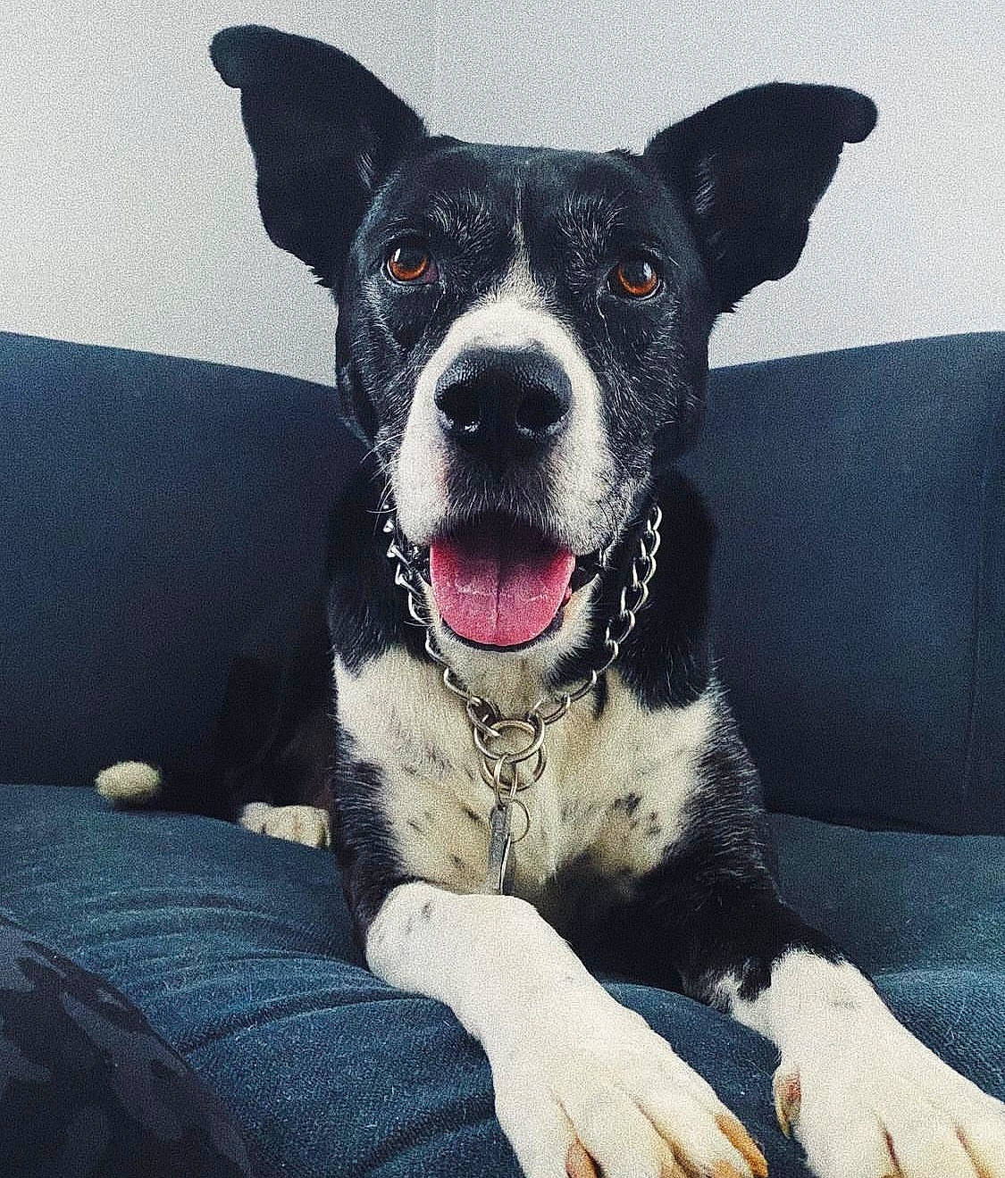 Salt is registered to the contest to win money with this photo: canidae, carnivore, collar, comfort, companion_dog, couch, dog, dog_breed, dog_collar, fang, fur, non_sporting_group, paw, sky, snout, sporting_group, square, whiskers, working_animal, working_dog