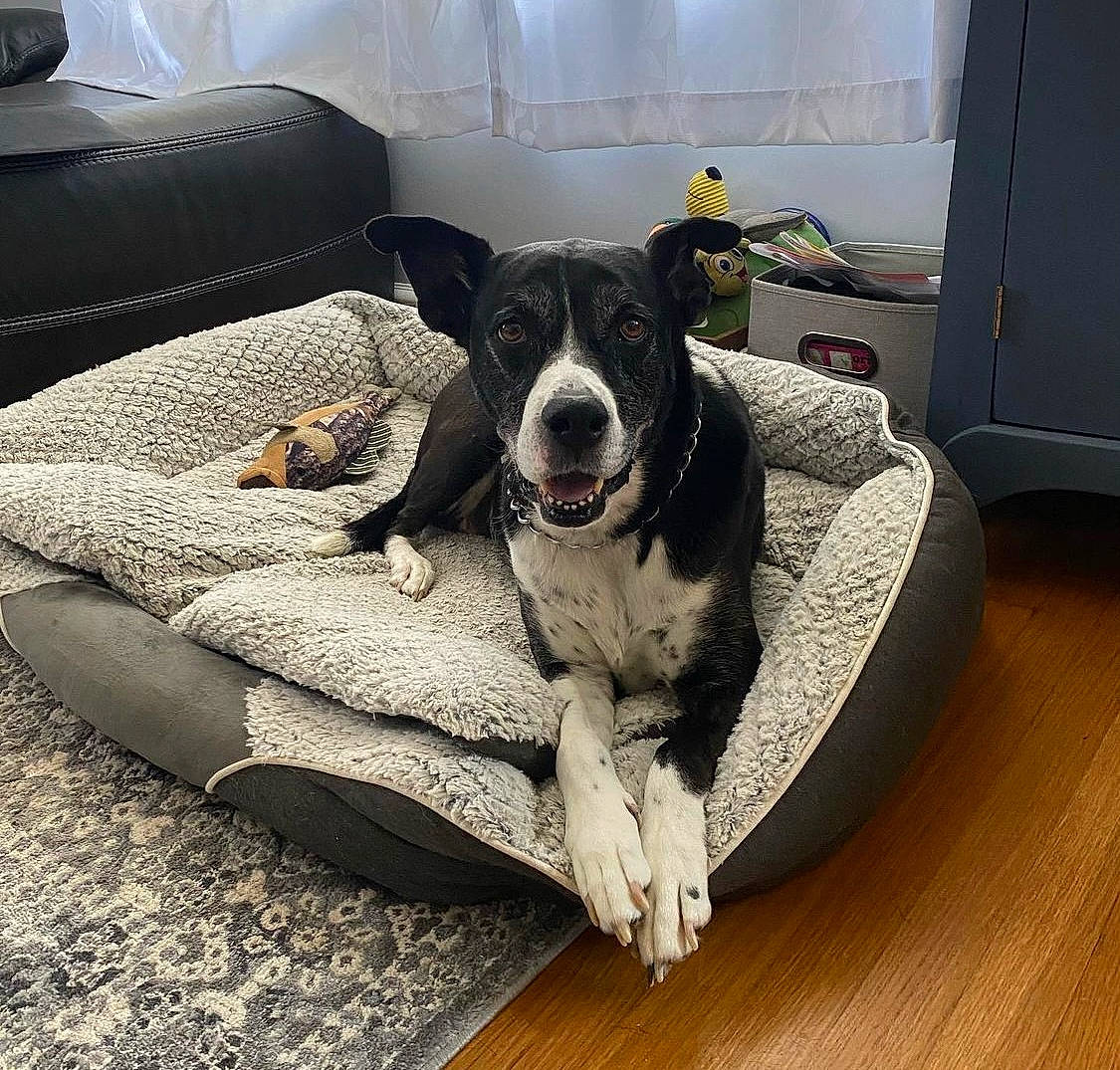 Salt is registered to the contest to win money with this photo: carnivore, collar, comfort, companion_dog, couch, dog, dog_breed, dog_supply, floor, flooring, grey, hardwood, laminate_flooring, living_room, pet_supply, snout, varnish, wood, wood_flooring, working_animal