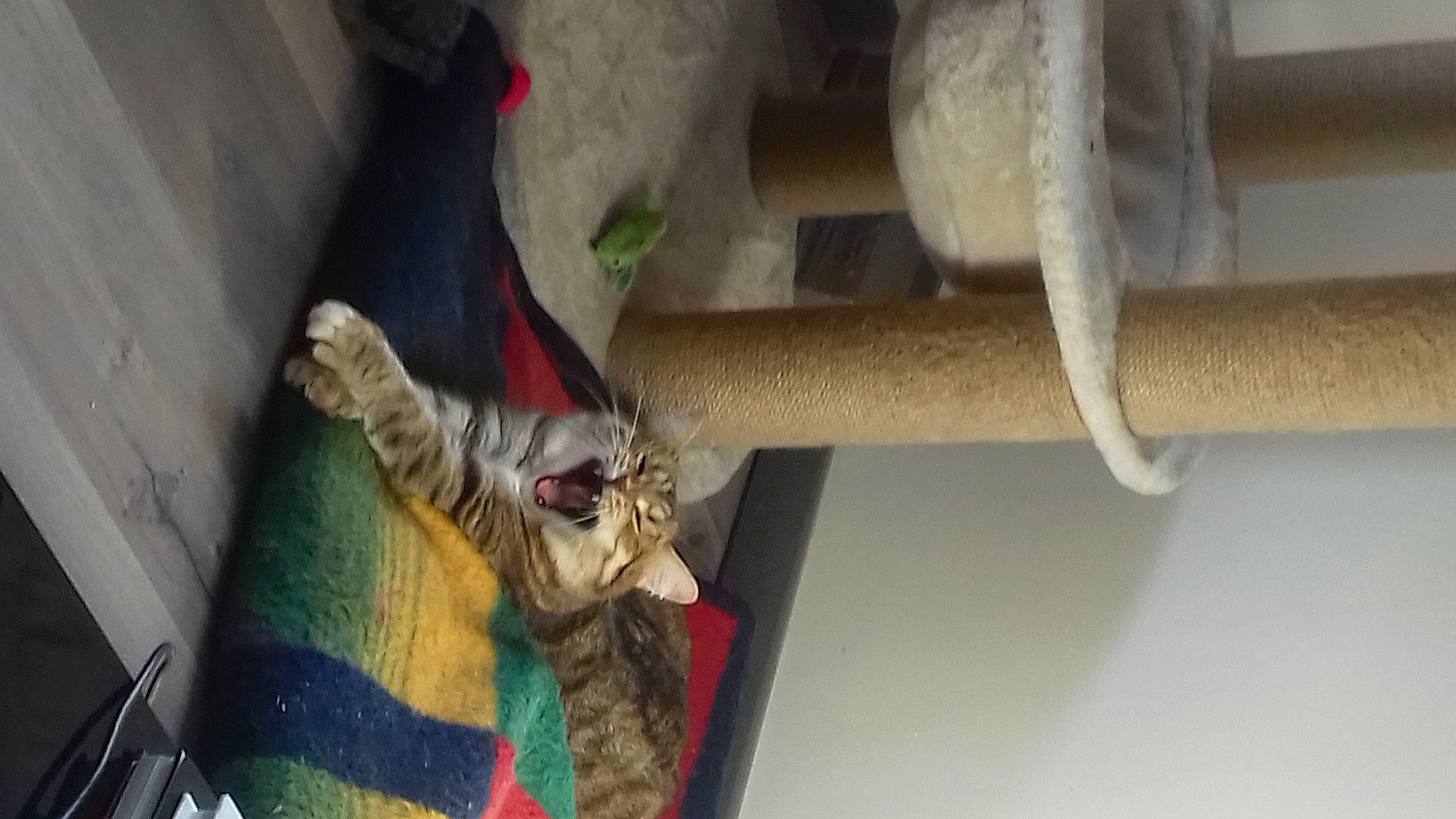 Nixye a rejoint le concours — aidez-le/la à gagner de superbes lots ! carnivore, cat, fawn, felidae, kitten, small_to_medium_sized_cats