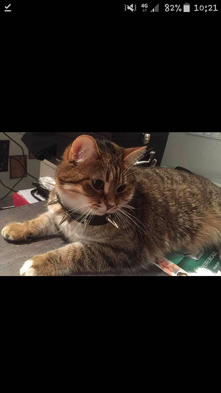 Nixye participe au concours pour gagner de l'argent avec cette photo : american_bobtail, asian, california_spangled, carnivore, cat, domestic_short_haired_cat, dragon_li, ear, european_shorthair, felidae, fur, kitten, mammal, photo_caption, pixie_bob, small_to_medium_sized_cats, snapshot, tabby_cat, whiskers, wild_cat