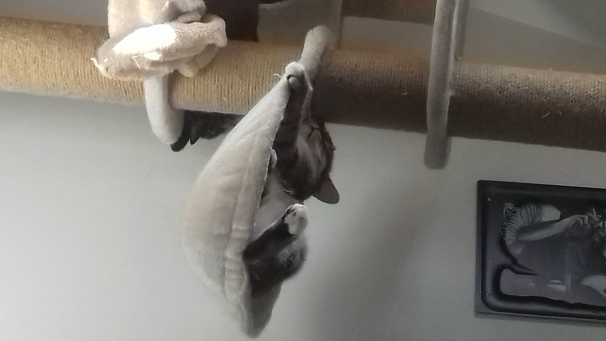 Nixye a rejoint le concours — aidez-le/la à gagner de superbes lots ! bat, wing