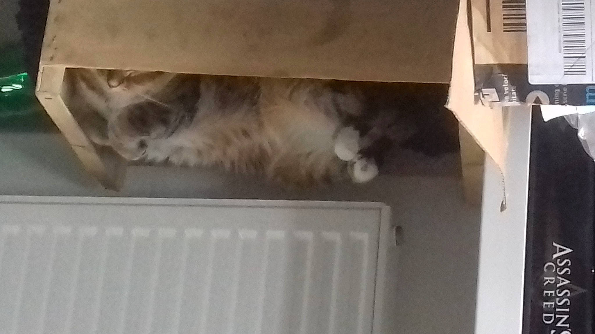 Nixye a rejoint le concours — aidez-le/la à gagner de superbes lots ! carnivore, cat, fawn, felidae, kitten, persian, ragdoll, small_to_medium_sized_cats