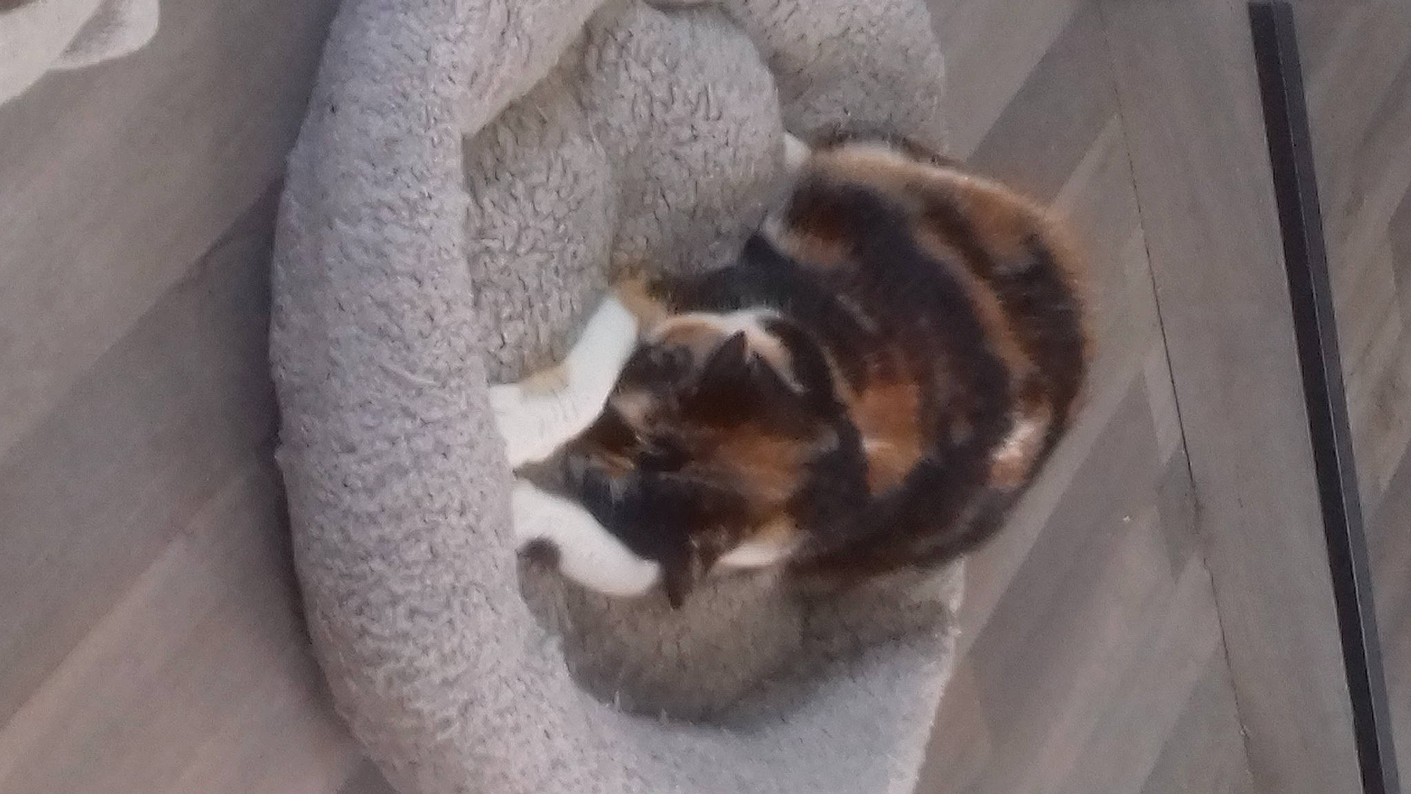 Ivy participe au concours pour gagner de l'argent avec cette photo : canidae, carnivore, cat, dog_breed, felidae, kitten, mammal, procyonidae, puppy, small_to_medium_sized_cats, tail, whiskers