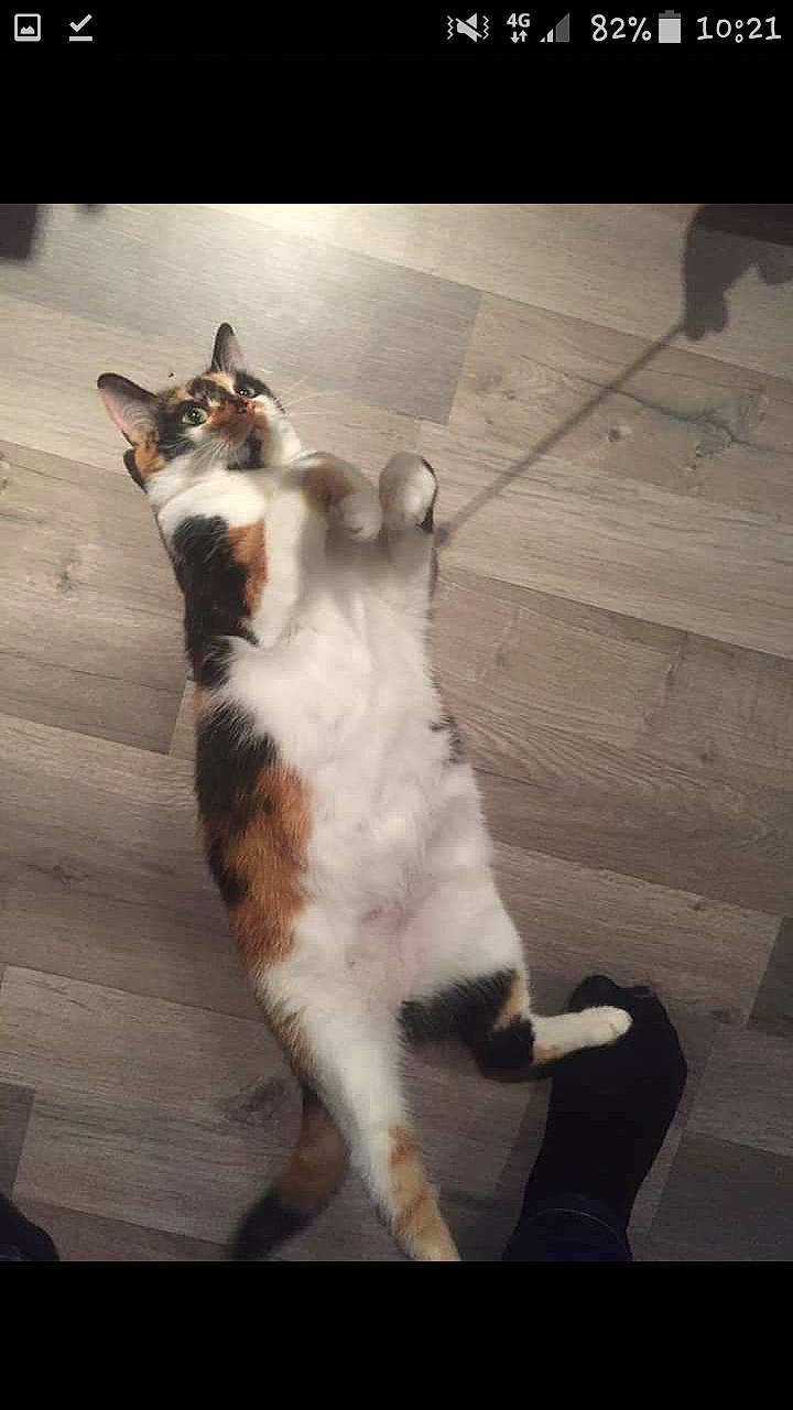 Ivy participe au concours pour gagner de l'argent avec cette photo : aegean_cat, canidae, carnivore, cat, dog_breed, fawn, felidae, mammal, small_to_medium_sized_cats, tail, whiskers