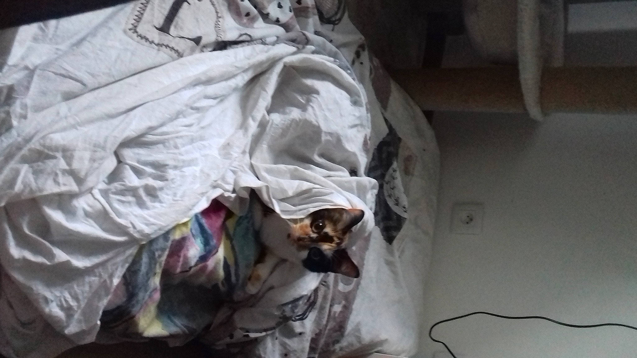 Ivy a rejoint le concours — aidez-le/la à gagner de superbes lots ! art, organism, textile