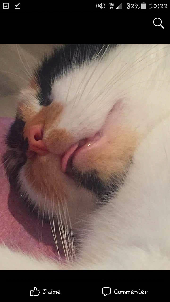 Ivy a rejoint le concours — aidez-le/la à gagner de superbes lots ! carnivore, cat, close_up, ear, eye, facial_expression, felidae, fur, mouth, nose, photo_caption, photography, selfie, small_to_medium_sized_cats, snout, whiskers