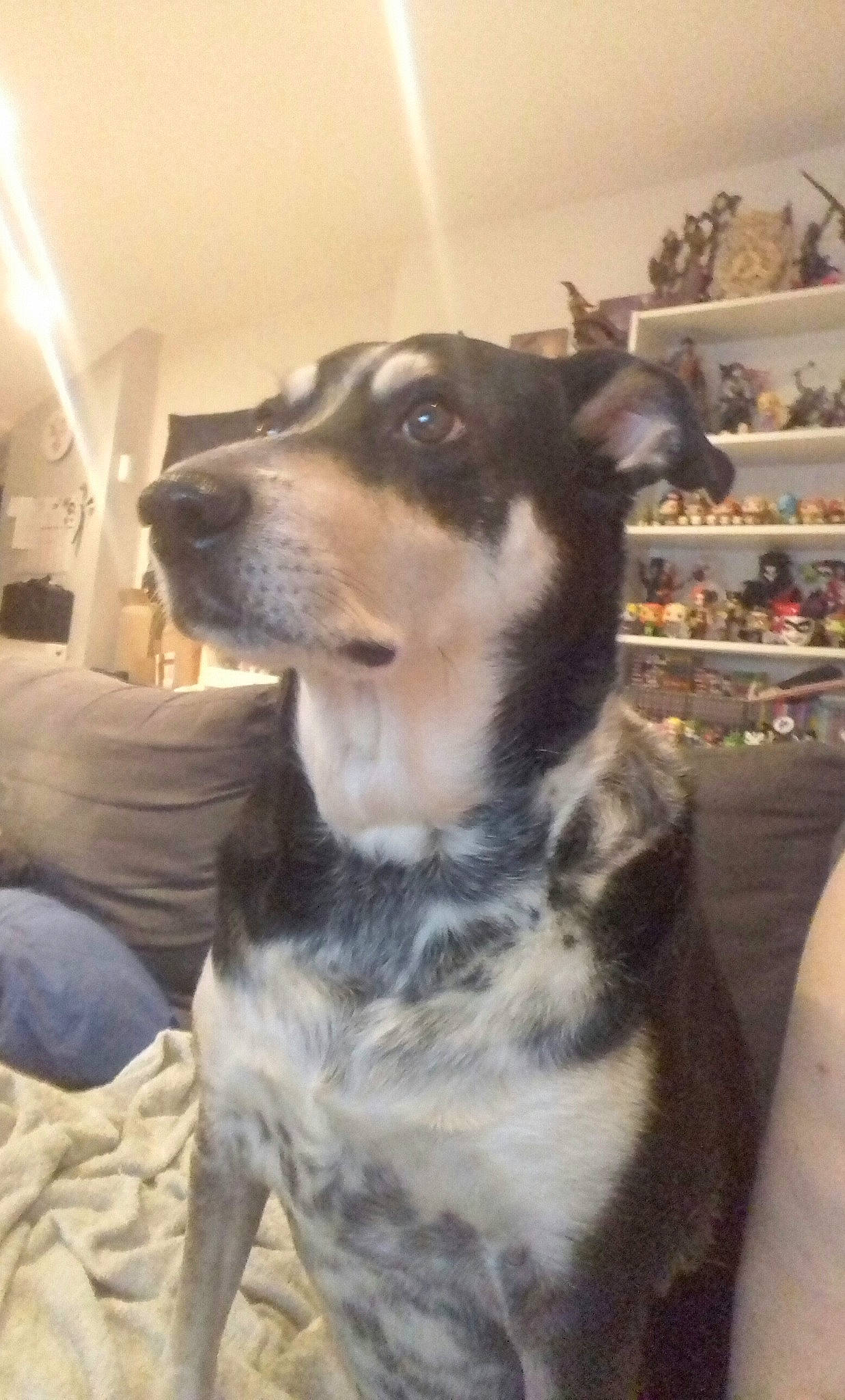 Haku participe au concours pour gagner de l'argent avec cette photo : canidae, carnivore, collar, companion_dog, dog, dog_breed, dog_supply, fur, jaw, neck, pet_supply, shelf, shelving, snout, sporting_group, terrestrial_animal, vertebrate, whiskers, working_animal, working_dog