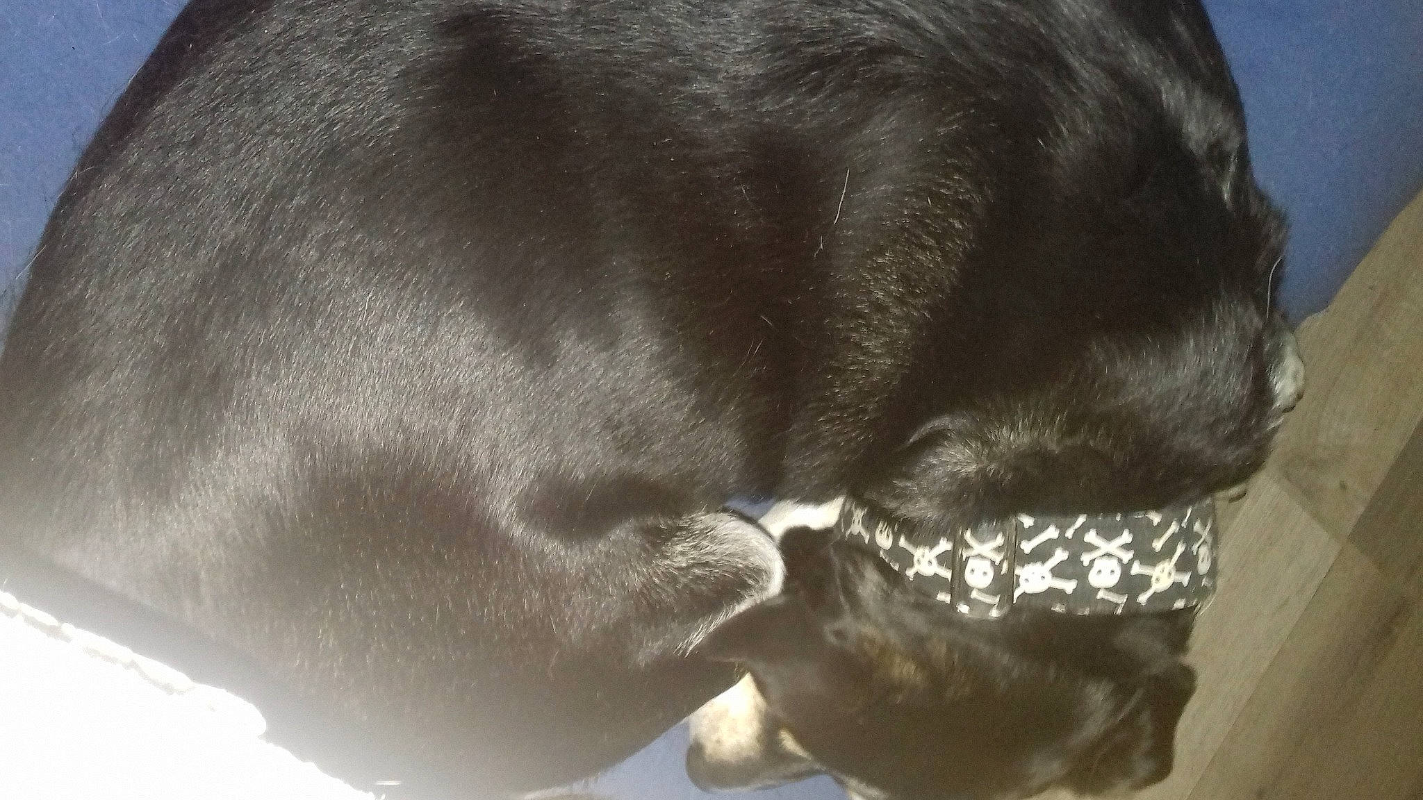 Haku a rejoint le concours — aidez-le/la à gagner de superbes lots ! canidae, ear, hair, snout, sporting_group, weimaraner