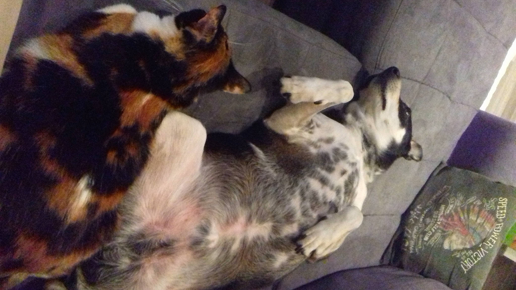 Haku participe au concours pour gagner de l'argent avec cette photo : canidae, carnivore, companion_dog, dog, dog_breed, dog_supply, fur, paw, pet_supply, snout, tail, terrestrial_animal, vertebrate, working_animal, working_dog