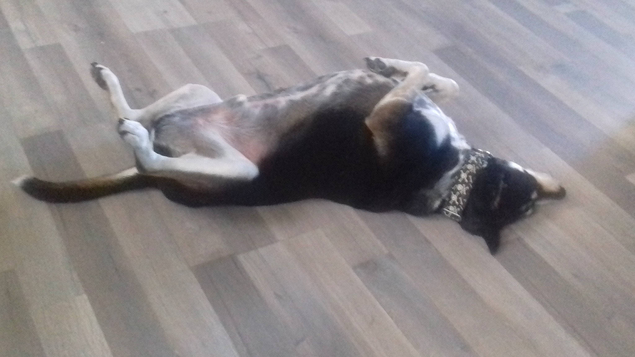 Haku participe au concours pour gagner de l'argent avec cette photo : boston_terrier, canidae, carnivore, companion_dog, dog, dog_breed, fawn, floor, flooring, hardwood, laminate_flooring, non_sporting_group, puppy, tail, wood