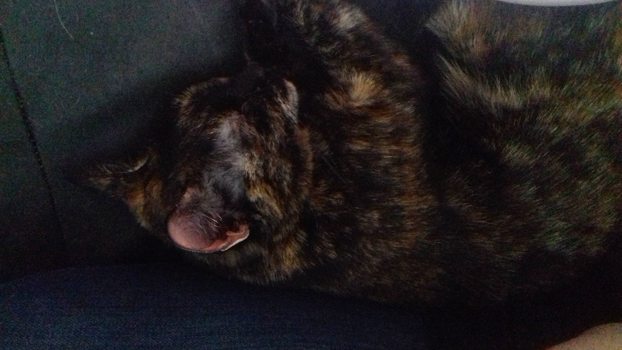 Sally participe au concours pour gagner de l'argent avec cette photo : canidae, carnivore, cat, dog_breed, ear, felidae, fur, nap, sleep, snout, whiskers