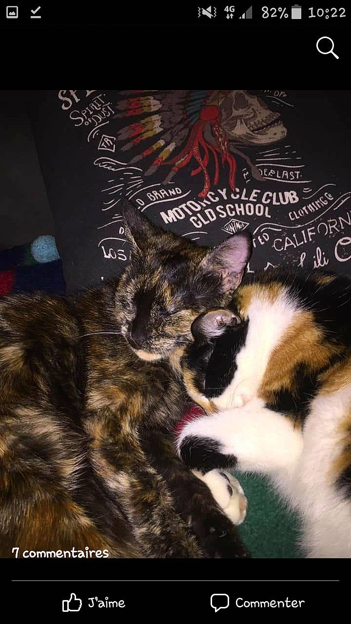 Sally participe au concours pour gagner de l'argent avec cette photo : carnivore, cat, domestic_short_haired_cat, ear, european_shorthair, felidae, fur, kitten, paw, photo_caption, small_to_medium_sized_cats, snout, tail, whiskers