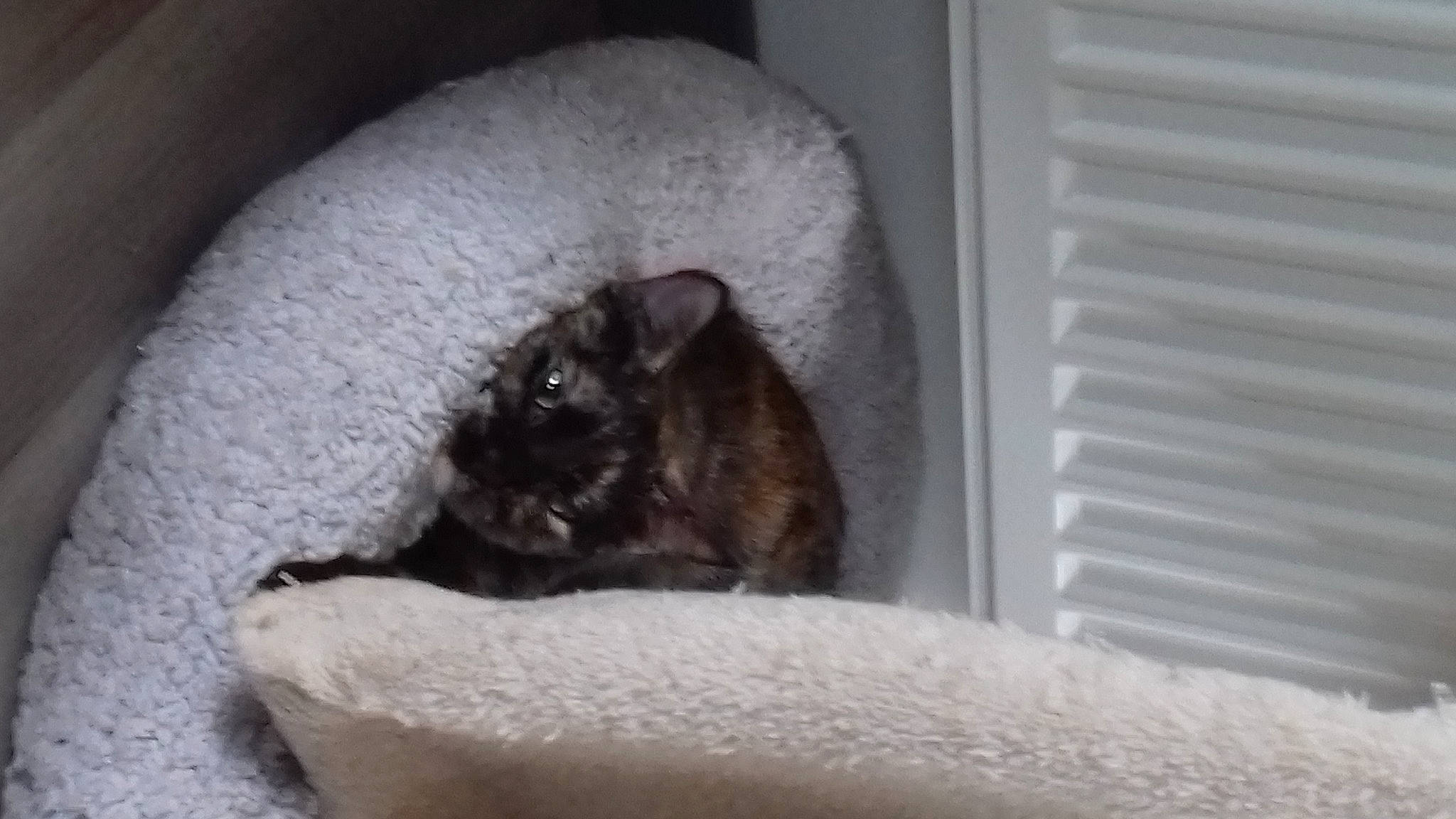 Sally participe au concours pour gagner de l'argent avec cette photo : asian, burmese, carnivore, cat, chinchilla, degu, domestic_short_haired_cat, fawn, felidae, kitten, mammal, rodent, small_to_medium_sized_cats, snout, whiskers