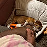 puppy, dog, sleeping, cushion, foot, carpet, toy, indoor, brown, white, pet, resting, cozy, soft, blanket, home, relaxing, animal, cute, nap