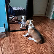 Teddy is registered to the contest to win money with this photo: puppy, dog, mirror, reflection, person, phone, wooden_floor, sitting, indoor, blue_clothing, suitcase, bed, blanket, casual, floor, curious, young_dog, room, household_items, selfie