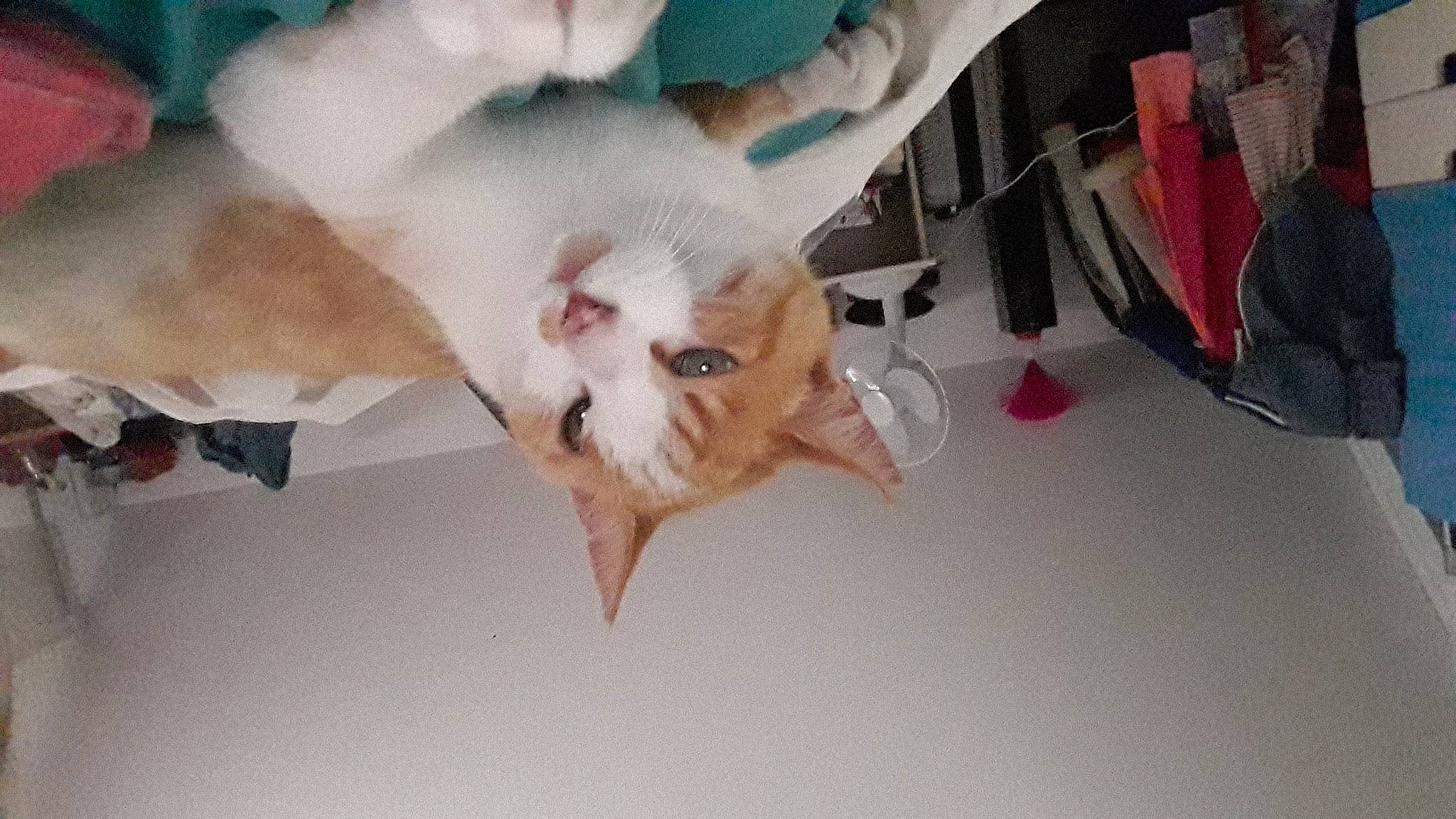 Rox a rejoint le concours — aidez-le/la à gagner de superbes lots ! bed, canidae, carnivore, cat, claw, comfort, companion_dog, dog_breed, domestic_short_haired_cat, fawn, felidae, foot, fur, gesture, paw, room, small_to_medium_sized_cats, sporting_group, tail, whiskers