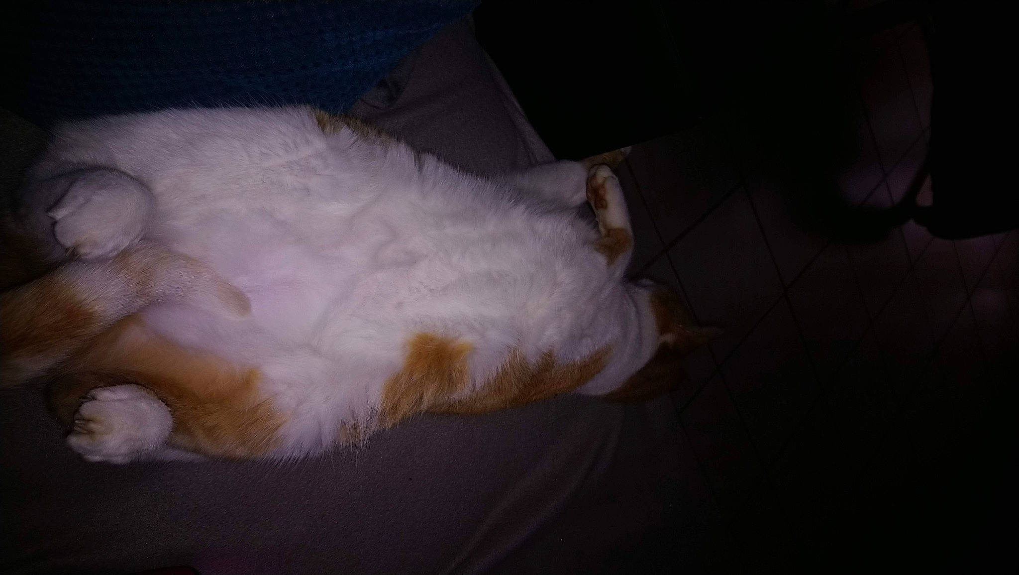 Rox participe au concours pour gagner de l'argent avec cette photo : cat, claw, cloud, comfort, companion_dog, darkness, dog_breed, ear, felidae, foot, fur, hardwood, nap, paw, puppy, room, small_to_medium_sized_cats, tail, whiskers, wood