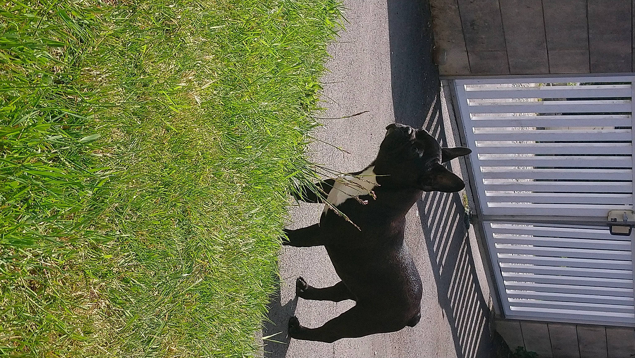 Sockette a rejoint le concours — aidez-le/la à gagner de superbes lots ! art, black_cat, carnivore, dog_breed, felidae, grass, groundcover, line, metal, people_in_nature, plant, sculpture, shadow, shrub, small_to_medium_sized_cats, statue, tail, terrestrial_animal, tints_and_shades, tree