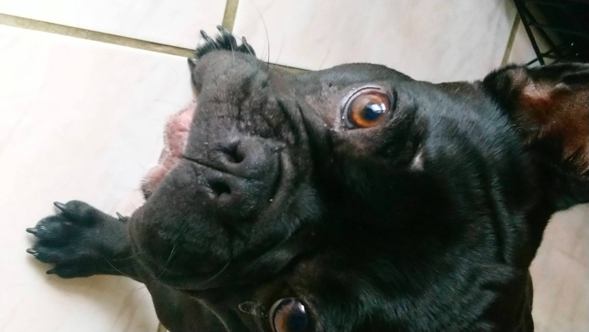 Sockette a rejoint le concours — aidez-le/la à gagner de superbes lots ! canidae, carnivore, close_up, companion_dog, dog_breed, fawn, fur, guard_dog, horn, liver, livestock, mammal, snout, sporting_group, terrestrial_animal, toy, vertebrate, whiskers, working_animal, wrinkle