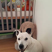 Marley participe au concours pour gagner de l'argent avec cette photo : dog, white_dog, sitting, wooden_floor, soft_toy, crib, baby_crib, green_couch, corner, room, indoor, playful, toys, hanging_toys, ears, smiling, pet, animal, cozy, background
