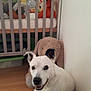 dog, white_dog, sitting, wooden_floor, soft_toy, crib, baby_crib, green_couch, corner, room, indoor, playful, toys, hanging_toys, ears, smiling, pet, animal, cozy, background