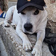 Marley a rejoint le concours — aidez-le/la à gagner de superbes lots ! animal, canine, cap, casual, closeup, concrete, dog, lying_down, nails, outdoor, paw, person_legs, pet, playful, resting, slippers, stone_ledge, wall, white_dog, winking