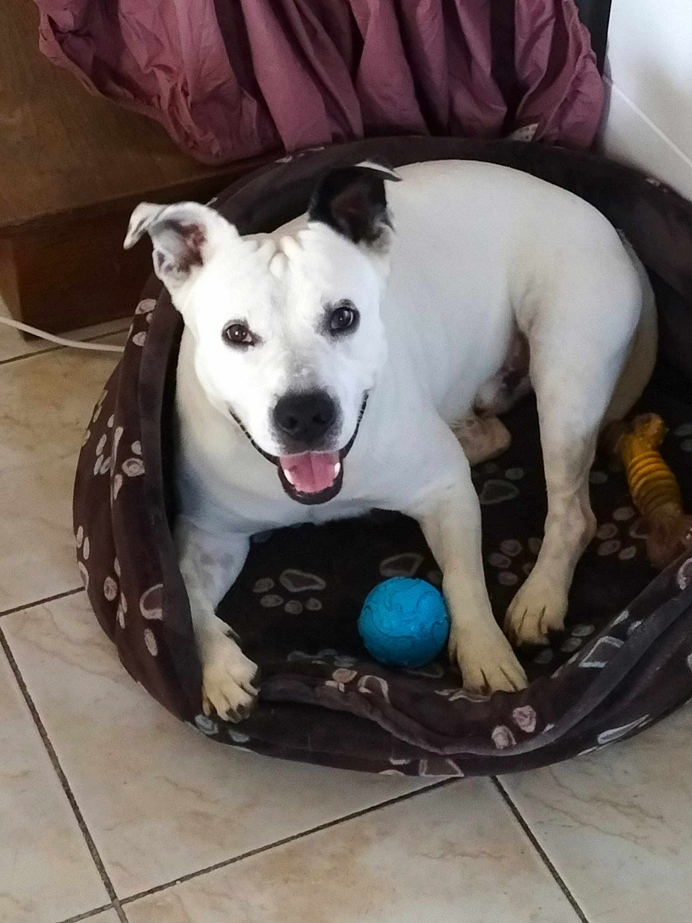 Marley a rejoint le concours — aidez-le/la à gagner de superbes lots ! canidae, carnivore, collar, comfort, companion_dog, couch, dog, dog_breed, dog_collar, dog_supply, fang, fawn, paw, pet_supply, smile, snout, sporting_group, tail, whiskers, working_animal
