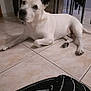 dog, white_dog, indoor, tile_floor, furniture, table, chair, ear_flop, pet, animal, relaxed, laying_down, black_and_white, human_leg, striped_pants, home, floor, paw, domestic, casual