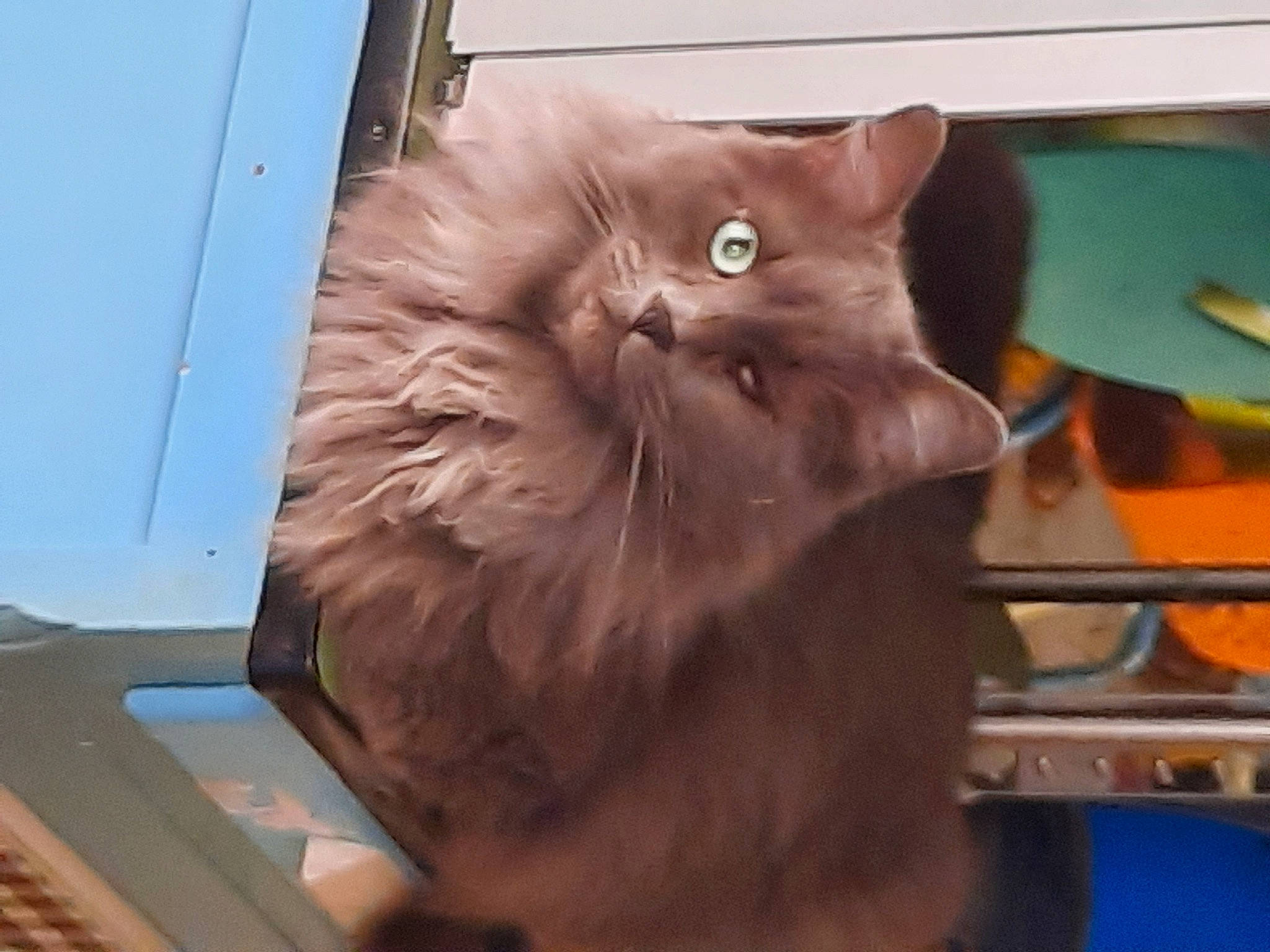 Loupiot participe au concours pour gagner de l'argent avec cette photo : black_cat, british_longhair, carnivore, cat, domestic_short_haired_cat, fawn, felidae, fur, paw, small_to_medium_sized_cats, snout, tail, whiskers, wood