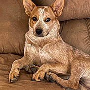 Cedar is registered to the contest to win money with this photo: animal, brown_coat, canine, comfortable, couch, dog, domestic_animal, ears_up, eyes, fur, indoor, laying_down, looking_at_camera, muzzle, paw, pet, relaxed, resting, snout, tail