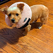 Bella joined the competition — help win amazing prizes! dog, small_dog, pet, indoor, wooden_floor, protective_collar, pink_collar, curious, looking_up, ears_up, fur, animal, companion, houseplant, furniture, pet_bed, floor, closeup, domestic, cute